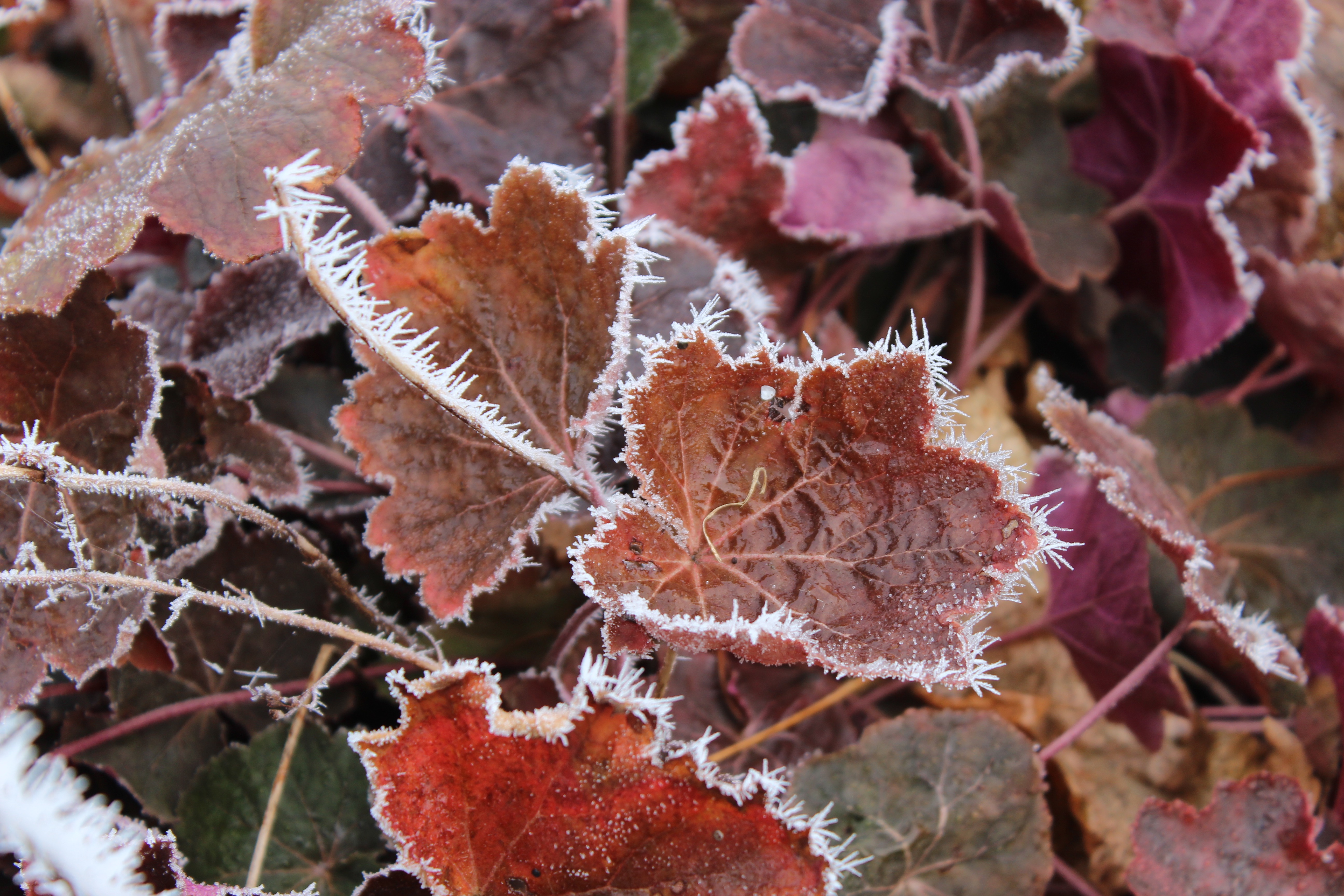 Hoar Frost, Marisa Ferger 2015