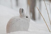 Snowshoe hare