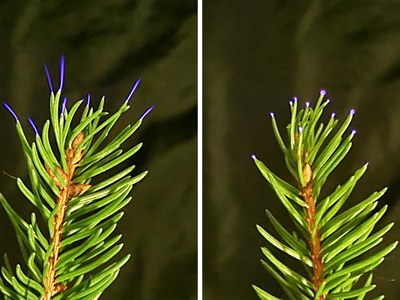 Weak electrical discharges, called corona, can form on tree leaves during thunderstorms  Credit: William Brune